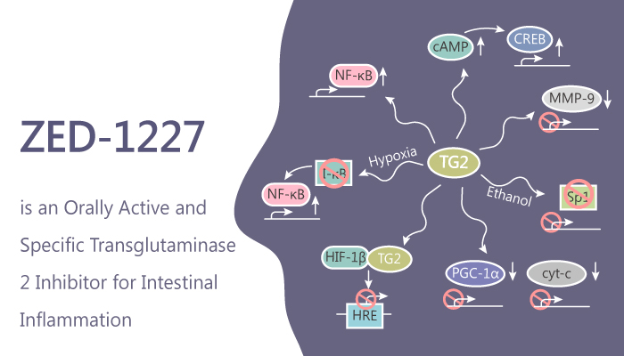 ZED-1227 is an Orally Active and Specific Transglutaminase 2 Inhibitor for  Intestinal Inflammation - Immune System Research