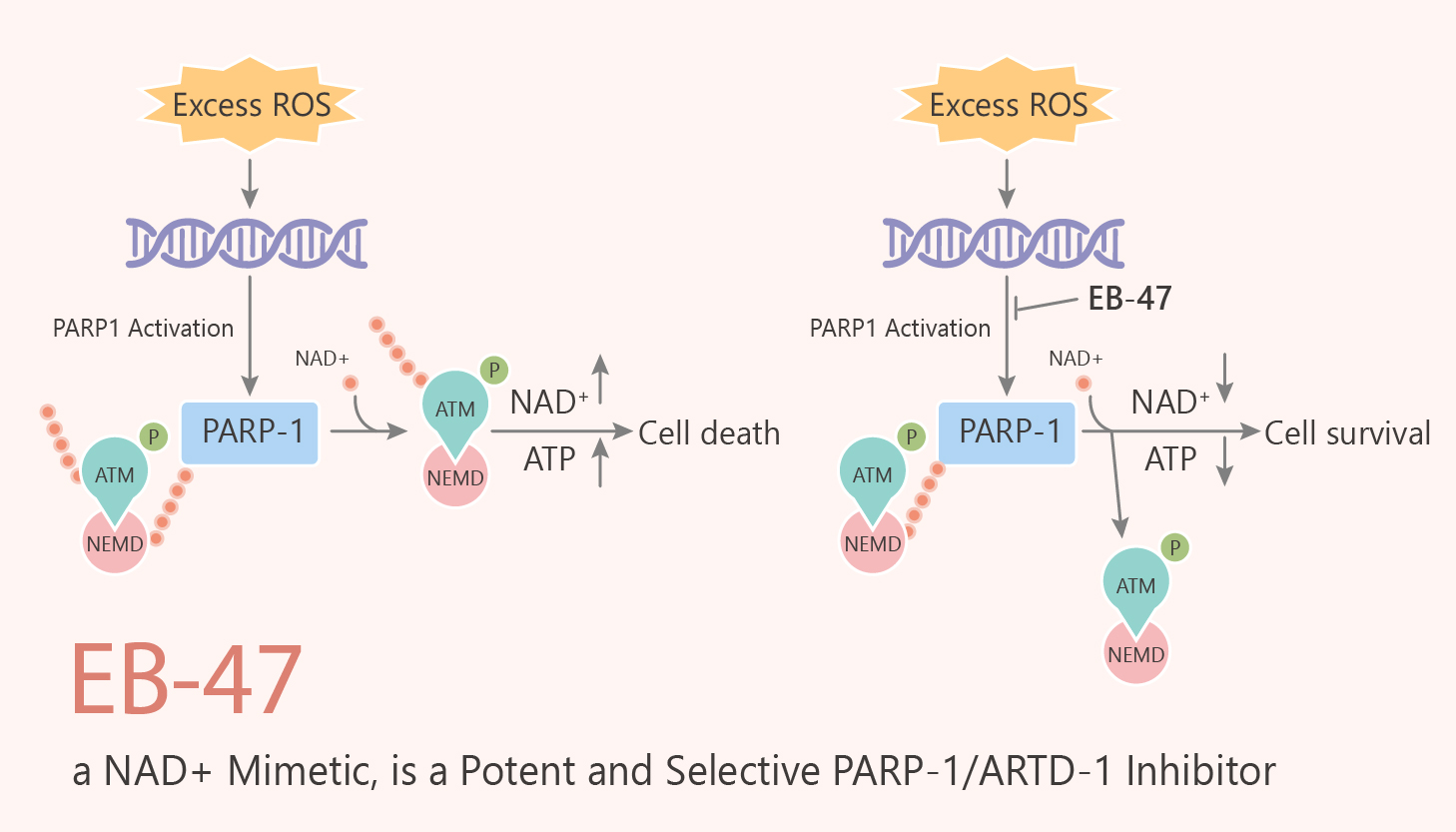 Парп 1. Parp1. PARP substrate nad. Poly ADP ribosilation. Над и парп.
