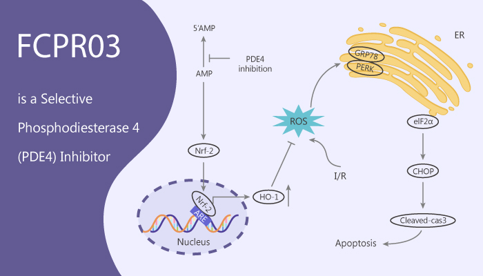 Aktiver skilsmisse Proportional FCPR03 is a Selective Phosphodiesterase 4 (PDE4) Inhibitor - Immune System  Research