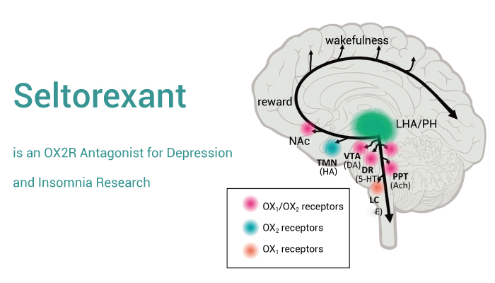 https://www.immune-system-research.com/wp-content/uploads/2023/12/Seltorexant-is-an-OXR2-Receptor-Antagonist-for-Depression-and-Insomnia-Research-20240104.jpg